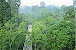 Canopy Walkway Sepilok Rainforest Discovery Center, Sabah, Borneo, Malaisie