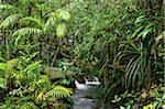 Regenwald Creek, Kinabalu Nationalpark, Sabah, Borneo, Malaysia