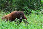 Orangutan, Lok Kawi Wildlife Park, Sabah, Borneo, Malaysia