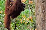 Orang-Utan mit Young, Semenggoh Wildlife Reserve, Sarawak, Borneo, Malaysia