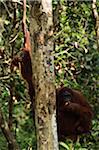 Orang-outan, réserve de faune Semenggoh, Sarawak, Bornéo, Malaisie