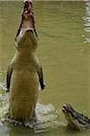 Saltwater Crocodile at Feeding Time, Sarawak, Borneo, Malaysia