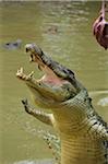 Salzwasser Krokodil, Sarawak, Borneo, Malaysia