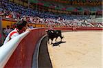 Stier in der Stierkampfarena, Fiesta de San Fermin, Pamplona, Navarra, Spanien