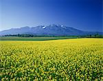 Angas Farm, Hokkaido, Japan