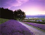 Farm Tomita, Hokkaido, Japan