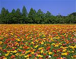 Ikoma Highland, Miyazaki, Japon