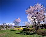 Ferme de Koiwai, Iwate, Japon