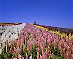 Shikisainooka, Hokkaido, Japan