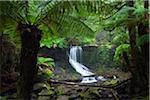 Australia, Tasmania, Mt Field National Park.  Horseshoe Falls.