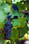 Australia, Western Australia, Margaret River, Wilyabrup.  Shiraz grapes on the vine.