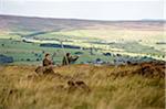 UK; Yorkshire.  Grouse shooting.