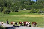 France, Hautes-Alpes, Gap. In the High Alps a farmer herds his cows down the road a traditional scene little changed over the past couple of centuries.