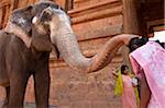 India, Thanjavur. A Hindu woman receives a blessing from a holy temple elephant in exchange for a small monetary tip.