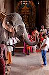 India, Madurai. A man is blessed by a holy elephant in the Meenakshi Sundereshwara Temple.