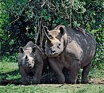 Un rhinocéros noir et le veau dans le parc de Natrional Aberdare.