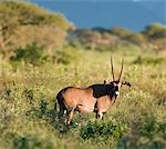 Un oryx à oreilles frange fin soleil après-midi près de lac Jipe au Kenya s Parc National de Tsavo Ouest.