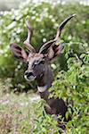 A fine lesser kudu in Kenya s Tsavo West National Park.