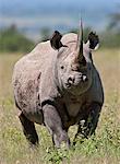 Une alerte rhinocéros noir. Mweiga, Solio, Kenya