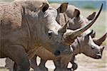 A family of White Rhinos, the female with a massive horn. Mweiga, Solio, Kenya