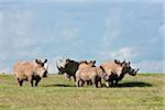 Rhinocéros blanc de pâturage sur les plaines ouvertes au Ranch jeu Solio. Mweiga, Solio, Kenya