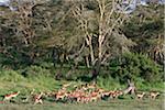 A herd of impala graze near massive yellow-barked fever trees, a large acacia tree that grows in damp ground. Mweiga, Solio, Kenya