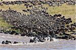 Gnou volumétrie pour traverser la rivière Mara au cours de leur migration annuelle du Parc National du Serengeti en Tanzanie du Nord à la réserve nationale de Masai Mara.