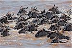 Gnus Schwimmen über den Fluss Mara während ihrer jährlichen Wanderung aus dem Serengeti-Nationalpark im Norden Tansanias, die Masai Mara National Reserve.