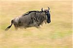 A wildebeest running through golden grass on the Mara plains during the annual Wildebeest migration from the Serengeti National Park in Northern Tanzania to the Masai Mara National Reserve.