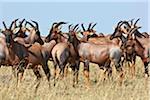 Un troupeau de Topi dans les plaines du Mara. Réserve nationale de Masai Mara