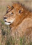 Un beau spécimen de lion dans les plaines du Mara. Masa-Mara National Reserve