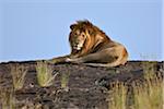 A magnificent lion resting on a large boulder on the Mara Plains. Masai Mara National Reserve