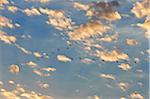 A flight of glossy ibises at sunrise. Masai Mara National Reserve