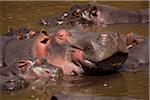 Kenya, Masai Mara.  A mother hippo and her calf cool off in the Mara River.