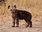 Kenya, Masai Mara.  A watchful hyena cub on the plains of the Masai Mara.