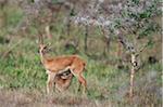 Un jeune Oribi tète sa mère dans le parc de la vallée Lambwe de National de Ruma.