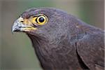 A Melanistic African Goshawk.