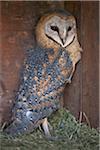 A young Barn Owl.