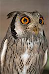 A White-faced Scops-Owl, a species of small owl with ear tufts that are raised when the bird is disturbed.