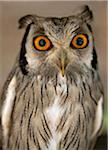 A White-faced Scops-Owl, a species of small owl with ear tufts that are raised when the bird is disturbed.