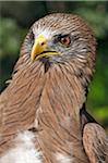 A juvenile African Harrier-Hawk, also known as a Gymnogene.