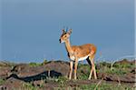 An Oribi covered in flies lets out a whistling call in Masai-Mara National Reserve.