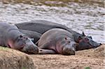 Hippos rest on a sandbank of the Mara River while Red-billed Oxpeckers, tick birds, feed on parasites and sores in the Masai Mara National Reserve.