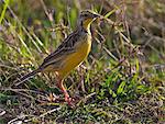 A Yellow-throated Longclaw in Masai-Mara National Reserve.