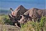 Un rhinocéros noir et sa progéniture dans la réserve nationale de Masai Mara. Un rhinocéros jeune reste avec sa mère pendant au moins deux ans.