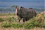 Un rhinocéros noir, lèche-vitrine dans la réserve nationale de Masai Mara.