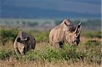 A black rhino and her offspring browsing in Masai-Mara National Reserve. A young rhino will remain with its mother for at least two years.