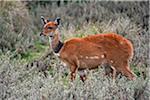 A female bushbuck at an altitude of 10,000 feet on the moorlands of the Aberdare National Park.