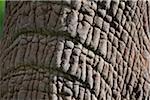 Close-up of an African elephant s trunk in the Salient of the Aberdare National Park.