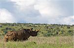 Kenya, Laikipia, Lewa Downs.  One of the black rhino for which Lewa Downs is famous.